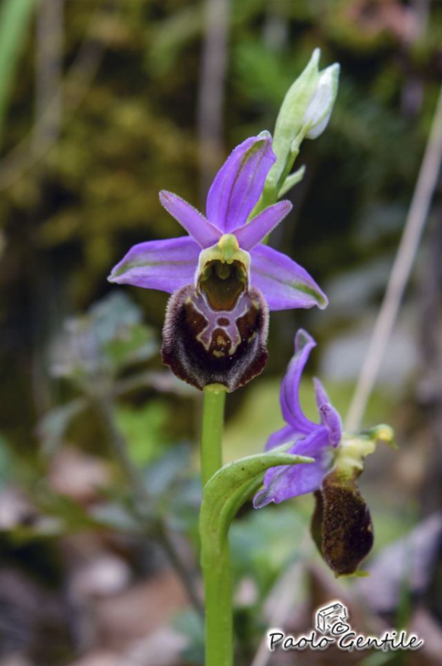 da determinare: Ophrys holosericea?
